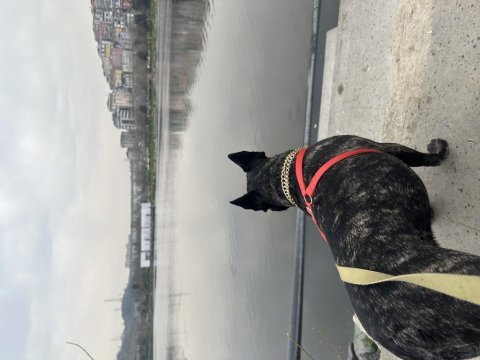 Evcil oyuncu sahiplenici bulldog dostumuza acil yuva