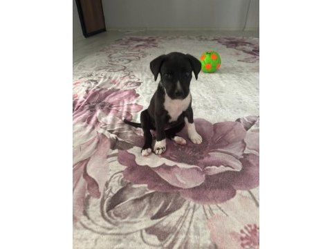 Labrador cinsi yavru köpek