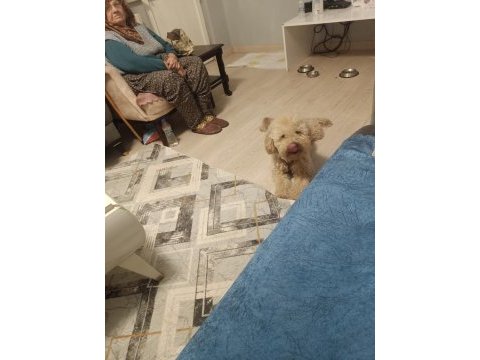Köpeğimle ilgilenecek aile arıyoruz beni arar mısınız