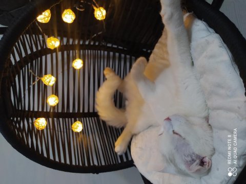 7 aylık scottish fold