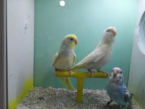 Muhabbet kuşları