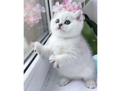 En saf beyaz british shorthair ns1133