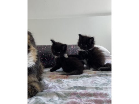 Nadir ve özel renklerde safkan maine coon yurt dışı