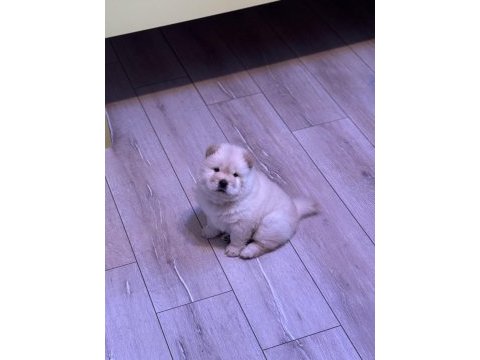 50 günlük bembeyaz chow chow köpeği