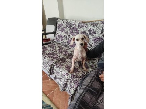 Ücretsiz sahiplendirme köpeğimiz