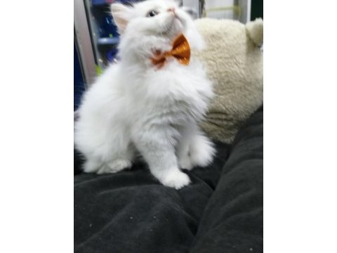 British longhair erkek beyaz yavru