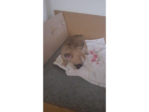 1 aylık erkek orijinal fransız bulldogu (yavru)