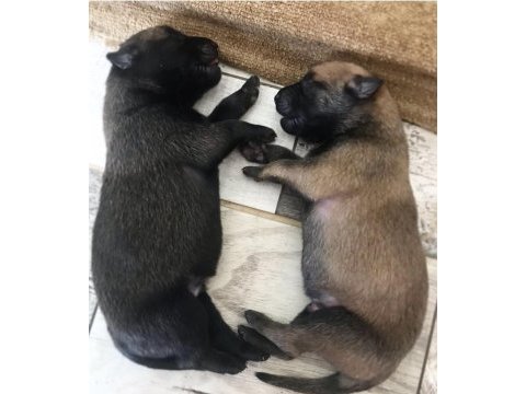 Fcı a şecere belçika kurdu yavrular (kıf)
