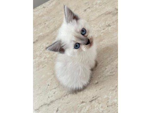 British shorthair blue point 45 günlük mavi boncuk