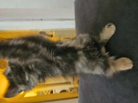 British longhair 2 buçuk ay