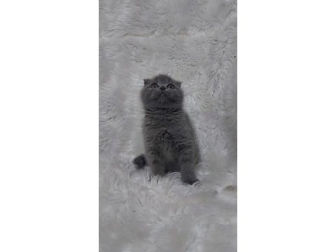 Ayı surat scottish fold yavrular
