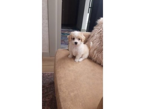 Sevimli yavru köpeğimiz