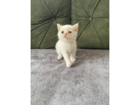 British shorthair