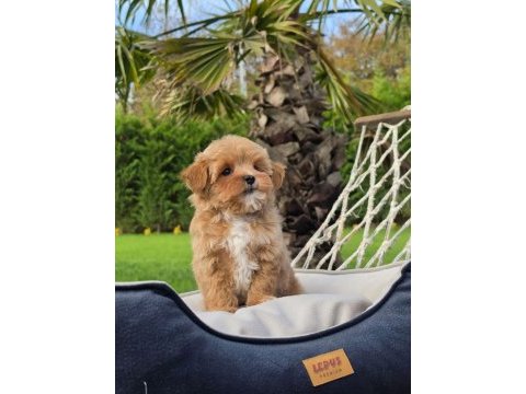 Akıllı ve tüy dökmeyen karakteriyle maltipoo yavrusu