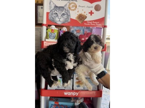 Portekiz su köpeği çok şirin yavrular 
