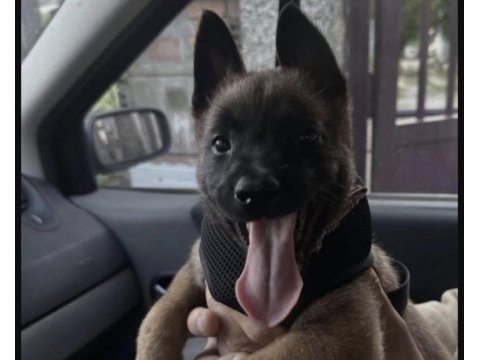Malinois safkan köpeği