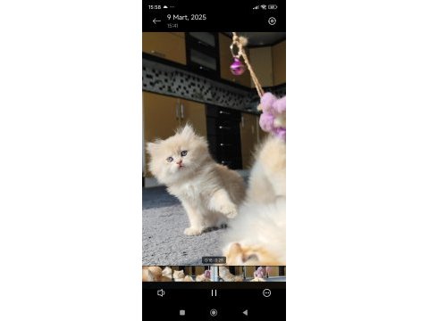 Full şecereli dişi yavru british longhair