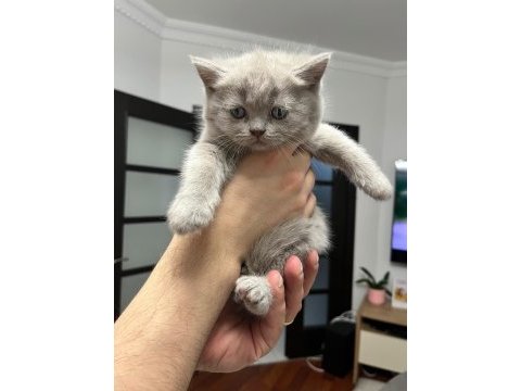 British shorthair yavrularım 12 mayıs doğumlu
