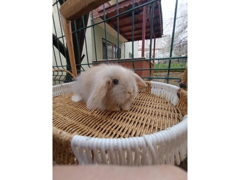 Hollanda teddy lop tavşan yavrular