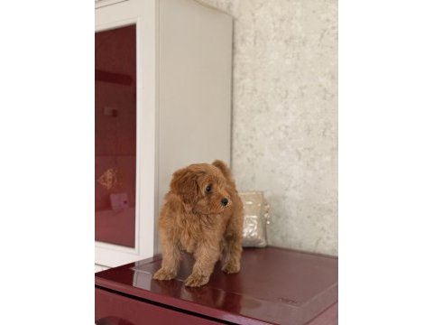 Maltipoo yavru köpeğimiz