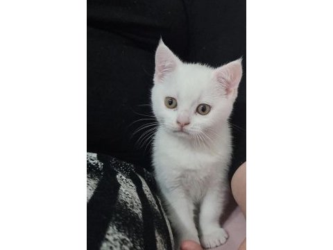 Beyaz dişi british shorthair yavru