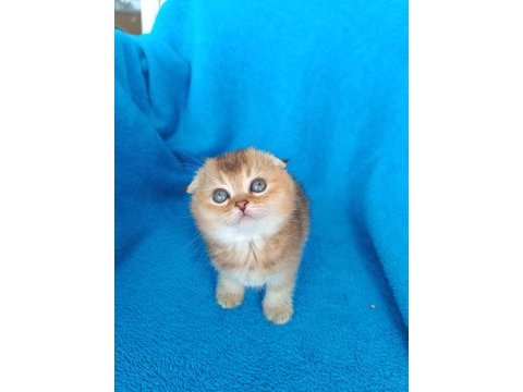 Dişi scottish fold golden