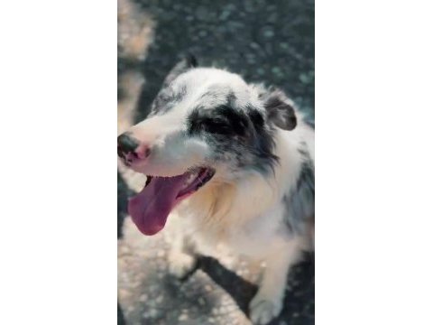 Evinizin neşesi border collie her yere kapıda ödeme
