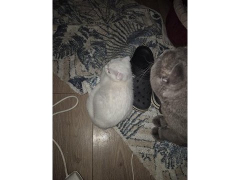 Minik bembeyaz scottish fold