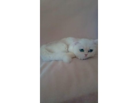 British shorthair sahibinden sağlıklı (kız)