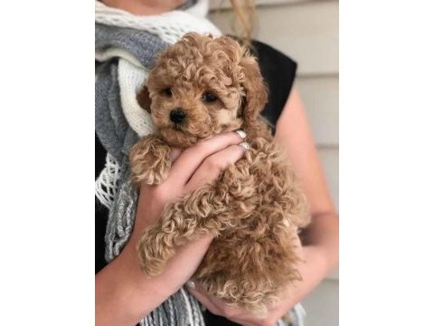 Toy poodle bebek köpeklerimiz