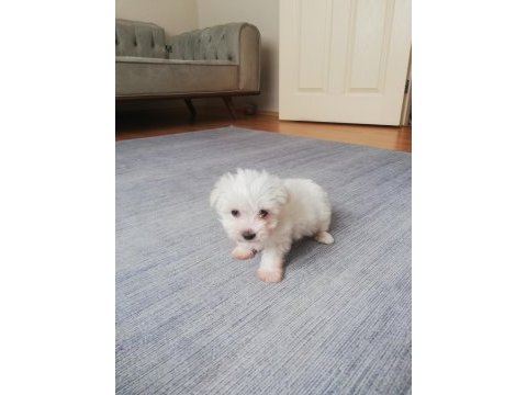 0 numara safkan orjinal maltese terrier yavrumuz
