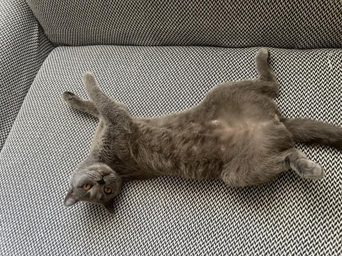 British shorthair dişi tuvalet eğitimi var