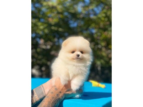 Minik pomeranian köpekler