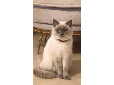 British blue point