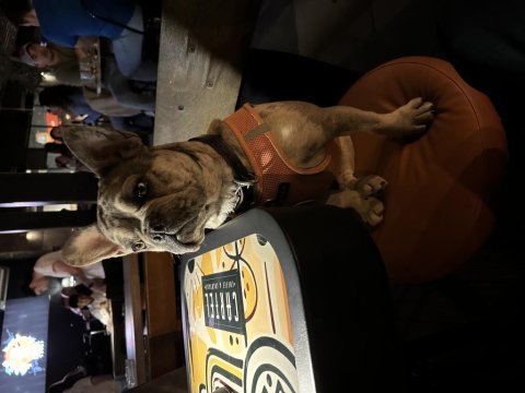 Blue merle french bulldog