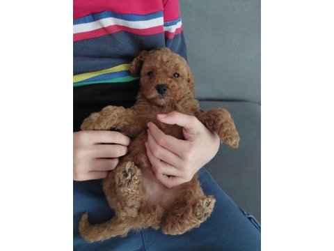 Toy poodle acil verilecektir