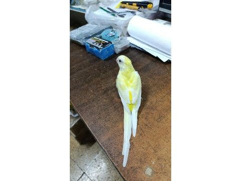 Avusturalya şarkıcı papağanı evcil