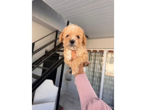 Maltipoo köpeklerimiz