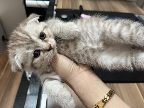 Safkan british shorthair yavrular
