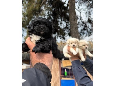 Çok tatlı morkie yavrularımız