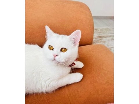Evcil british shorthair