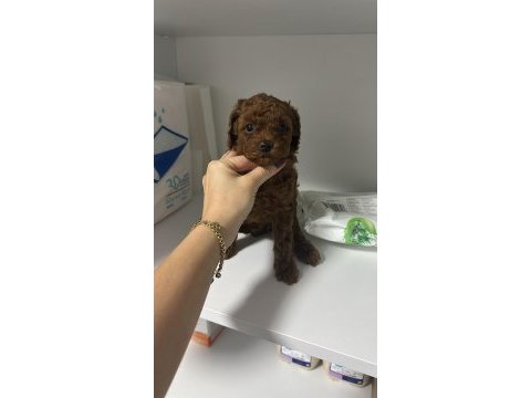 Dark redbrown kore dişi poodle