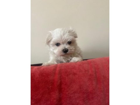 Tea cup kore maltese terrier yavrularımız