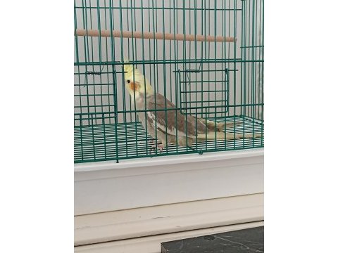 4-5 aylık erkek sultan papağanı