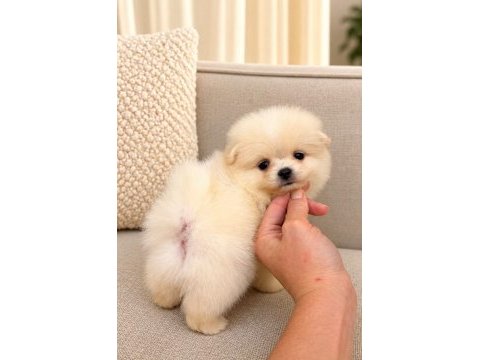 Kar beyaz pomeranian boo 