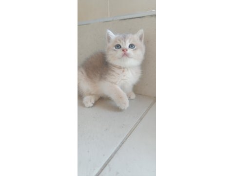 Bursa golden ve golden point british shorthair bebekler