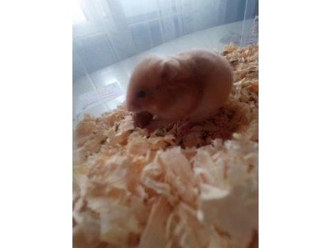 Yavru hamster