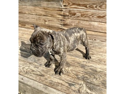 Bayram şekeri french bulldog köpekler