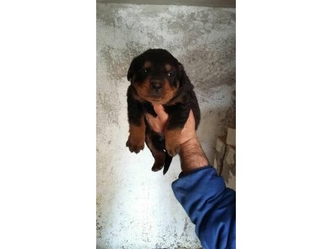 Rottweiler erkek ve dişi izmir