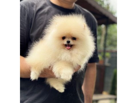 Pomeranian boo 